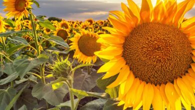 Photo of Successo con i girasoli