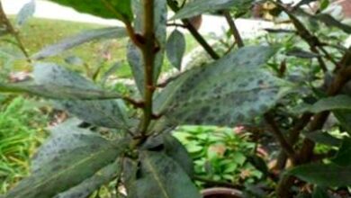 Photo of Sweet Bay Leaf Spots: prendersi cura dei problemi dell’alloro