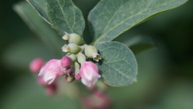 Photo of Symphoricarpos Symphorine, Perrier