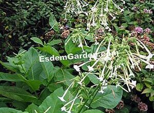 Photo of Tabacco gigante Nicotiana sylvestris, tabacco silvatico