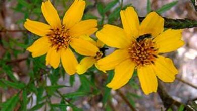 Photo of Tagete di Lemmon, Calendula di Bush