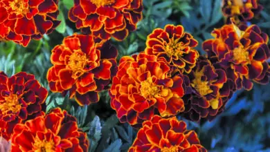 Photo of Tagetes erecta, una pianta che, oltre ad essere bella, ha innumerevoli proprietà