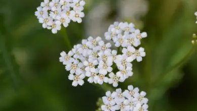 Photo of Tagliare l’achillea – Informazioni sulle dimensioni di una pianta di achillea