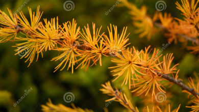 Photo of Tamarack, Tamarack, Alerce americano