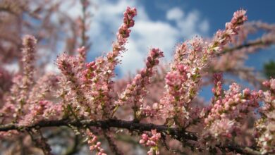 Photo of Tamarix africana, un arbusto con fiori a grappolo