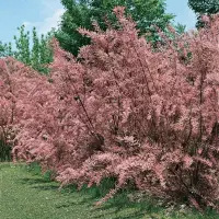 Photo of Tamarix ramosissima, un cespuglio che produce mazzi dritti con fiori rosa.