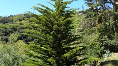 Photo of Tapas de Macrocarpa Ciprés de Lambert, Ciprés de Monterey, Ciprés de grandes frutos