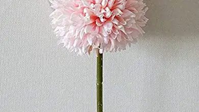 Photo of Tarassaco a fiori rosa