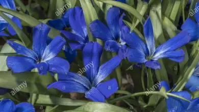 Photo of Tecophilaea cyanocrocus Crocus blu cileno