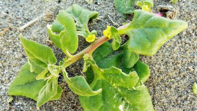 Photo of Tetragono con corno, spinaci della Nuova Zelanda