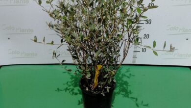 Photo of Teucrium fruticans, un arbusto ideale per formare siepi basse.