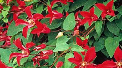 Photo of Texas Clematis