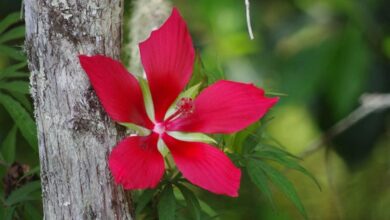 Photo of Texas Star, Scarlet Ketmie