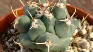 Photo of Thelocactus rinconensis Copiapoa de Mexico