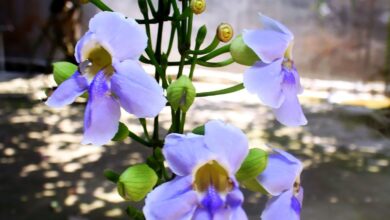 Photo of Thunbergia grandiflora Thunbergy, trombe del Bengala