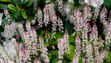 Photo of Tiarella cordifolia, Fiore di schiuma o Tiarella