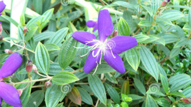 Photo of Tibouchina urvilleana Tibouchine, fiore di ragno