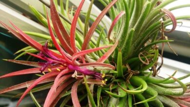 Photo of Tillandsia filifolia, Airworm di foglie filiformi