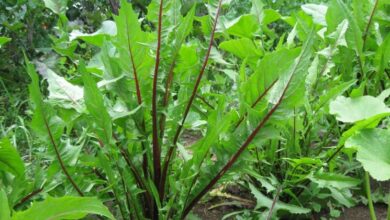 Photo of Tipi di cicoria – Varietà di piante di cicoria da giardino