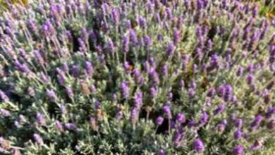 Photo of Tipi di lavanda: Differenza tra lavanda francese e inglese