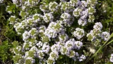 Photo of Tipi di piante di Agastache – Varietà di issopo per il giardino