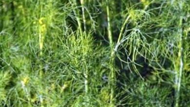 Photo of Tipi di piante di aneto: Quali sono le diverse varietà di aneto?