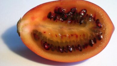 Photo of Tomate arboricole, Tamarillo