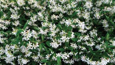 Photo of Trachelospermum jasminoides Gelsomino stella, falso gelsomino, Trachelospermum