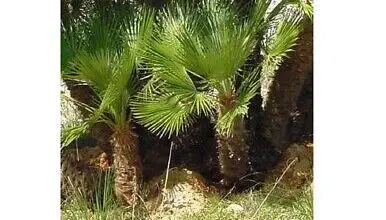 Photo of Trachicarpo wagnerianus Palma nana Chusan, palma nana del mulino a vento