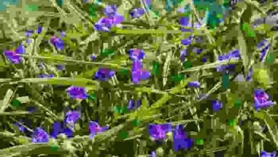 Photo of Tradescantia fluminensis, una pianta di grande resistenza e di incomparabile bellezza