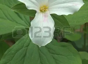 Photo of Trillium grandiflorum Trillium bianco, Trillium fiore grande