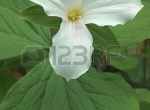 Photo of Trillium grandiflorum Trillium bianco, Trillium fiore grande