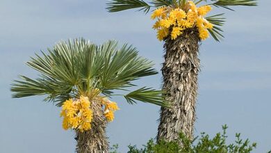 Photo of Trithrinax campestris Trident Palm