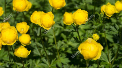 Photo of Trollius europaeus Golden Ball, Carrello europeo, Carrello da montagna