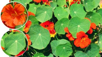 Photo of Tropaeolum majus Giardino Nasturzio, grande nasturzio