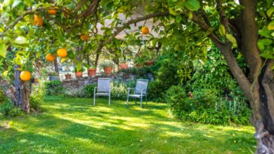 Photo of Trova il giusto albero da frutto per la tua zona di coltivazione