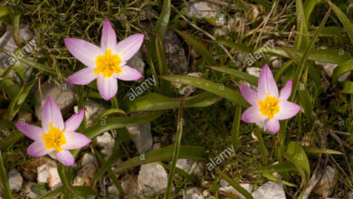 Photo of Tulipa saxatilis Tulipano di Creta