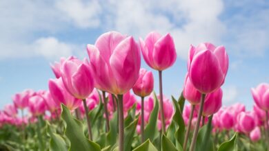 Photo of Tulipano di ninfea, il tulipano di Kaufmann