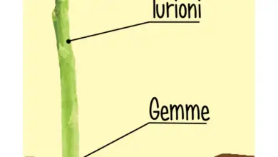 Photo of Tutto quello che c’è da sapere sugli asparagi pennuti