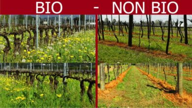 Photo of Tutto quello che c’è da sapere sui pesticidi biologici