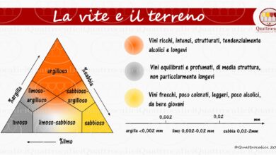 Photo of Tutto quello che c’è da sapere sulla temperatura del suolo e perché è importante…