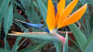 Photo of Uccello bianco del paradiso, Albero di Strelitzia