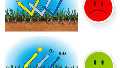 Photo of Usare un aeratore da prato: perché, come e quando?