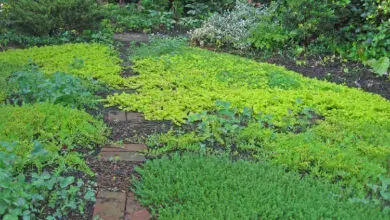 Photo of Utilizzate le giuste colture di copertura invernale per sovraccaricare il vostro giardino primaverile