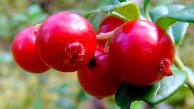 Photo of Vaccinium macrocarpon Mirtillo, Mirtillo rosso, Mirtillo rosso frutti grandi