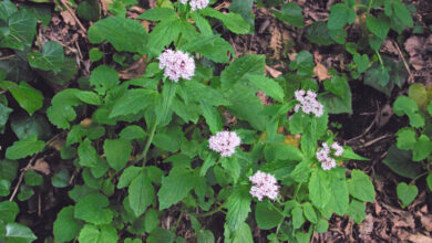 Photo of Valeriana officinalis, pianta di interesse medicinale