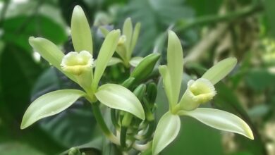 Photo of Vanilla planifolia, una pianta molto apprezzata per i suoi usi…