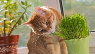 Photo of Vantaggi dell’erba gatta – Come utilizzare le piante di erba gatta