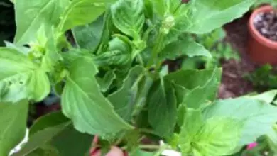 Photo of Varietà di agrumi basilico: imparare a coltivare piante di agrumi basilico