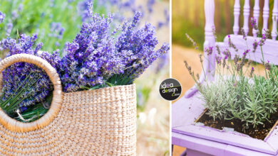 Photo of Varietà di lavanda per interni – Consigli per la cura della lavanda come pianta da appartamento